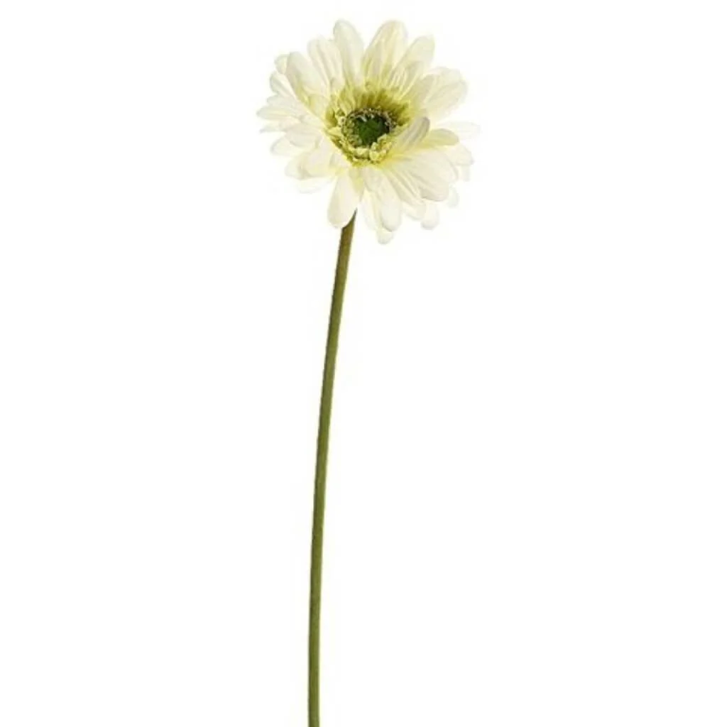 Sm Gerbera Daisy 21.5" Spray Cream