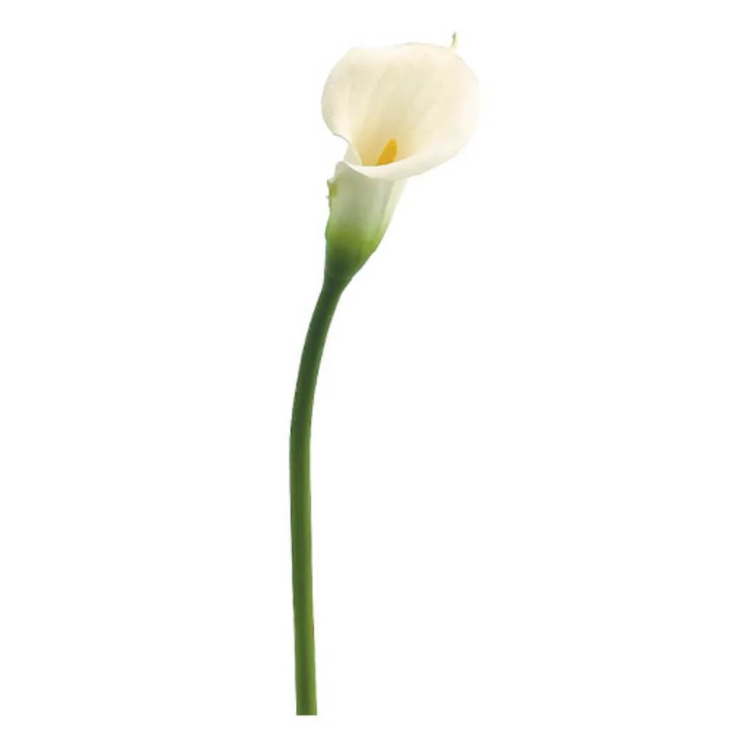 MD CALLA LILY SPRAY 27" WHITE