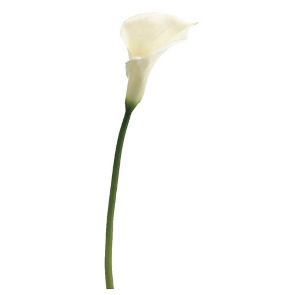 Lg Calla Lily Spray 28" White