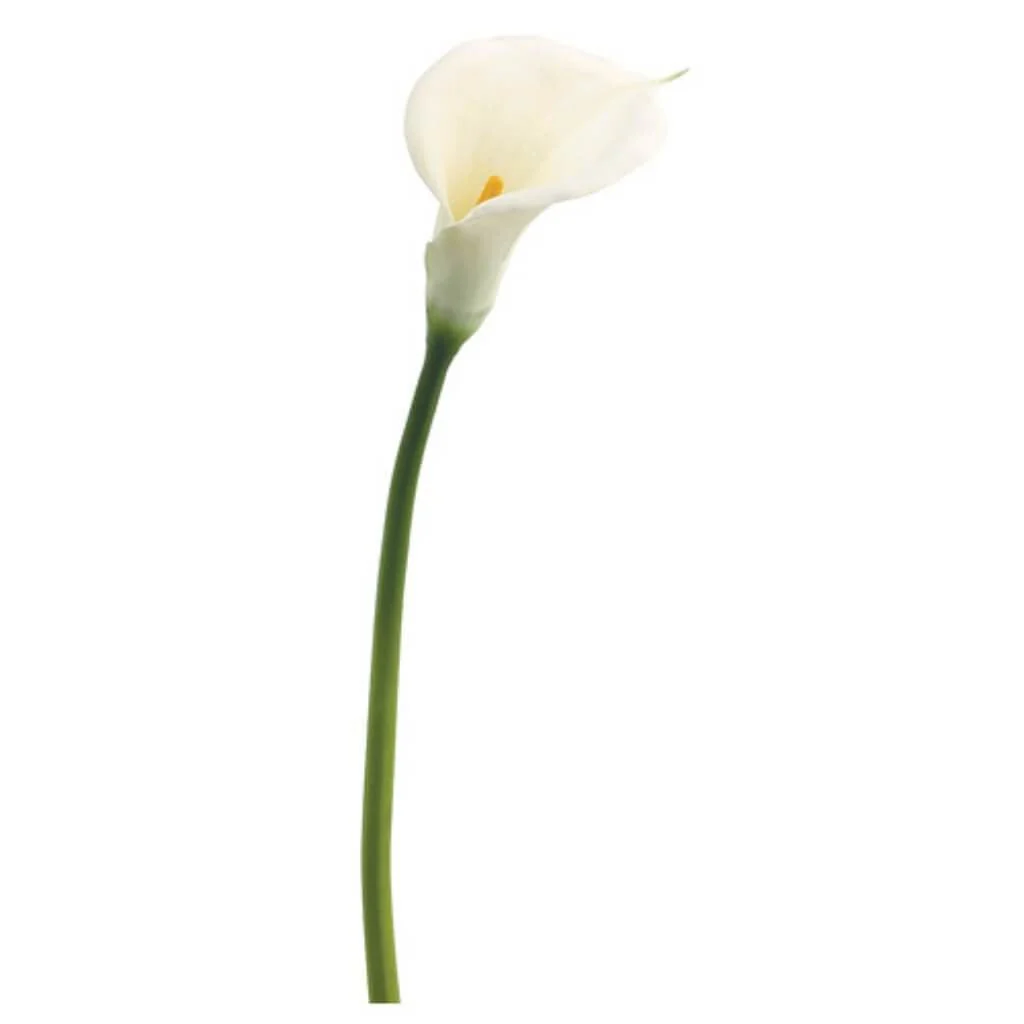 Jumbo Calla Lily Spray 34" White