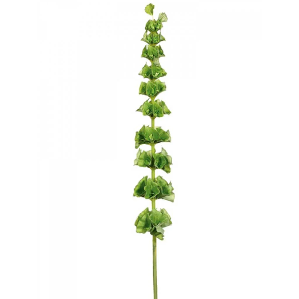 Bells Of Ireland Spray 36"  Green