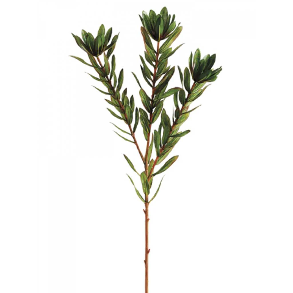 Wild Protea Spray 26.25" Green