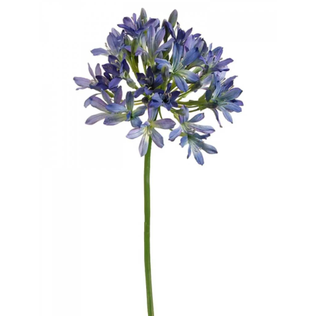 Agapanthus Spray 35" Blue Blush