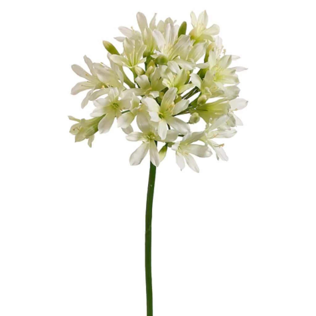 Agapanthus Spray 35" Cream