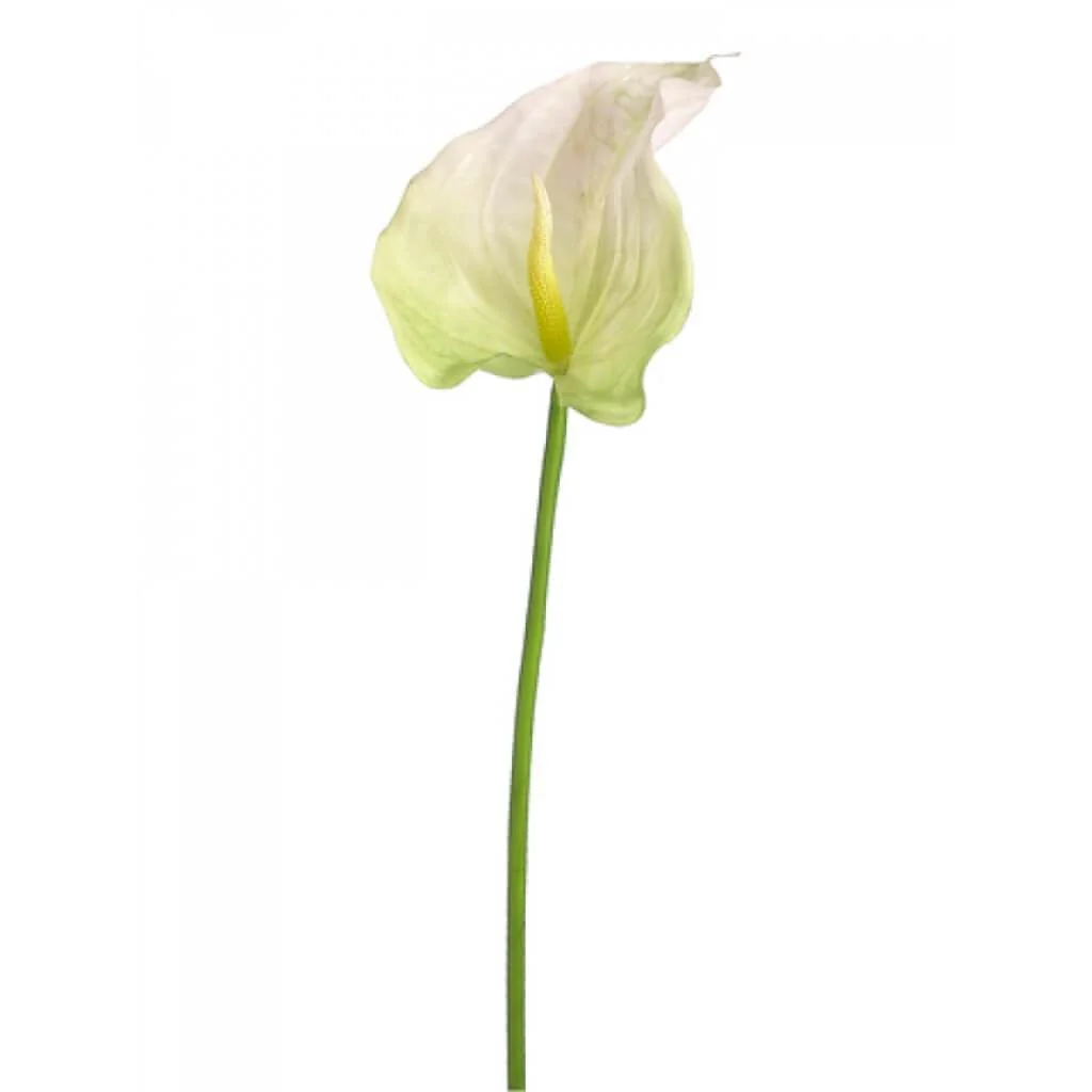 Obaki Anthurium Spray 32" Cream Green