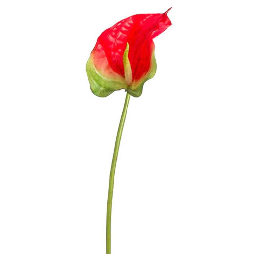Obaki Anthurium Spray 32" Red Green