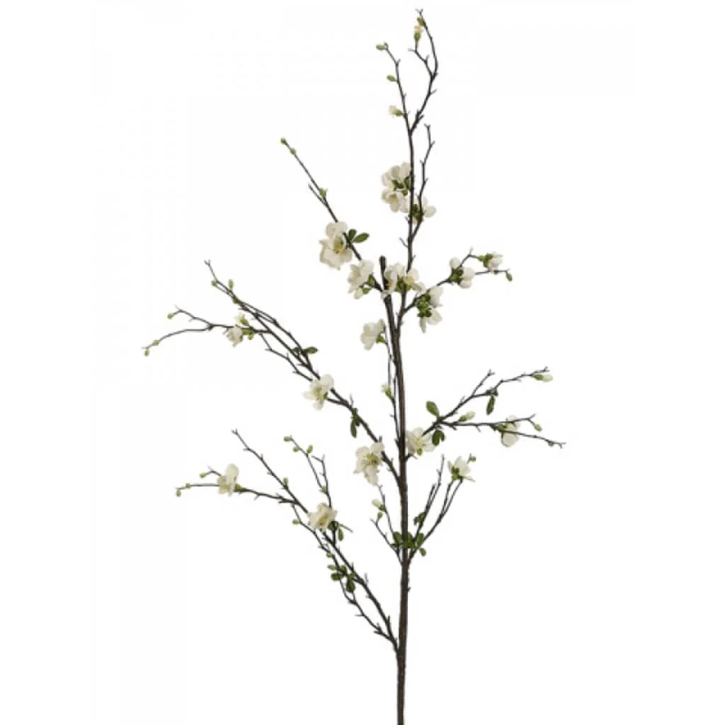57"Quince Blossom Branch Cr