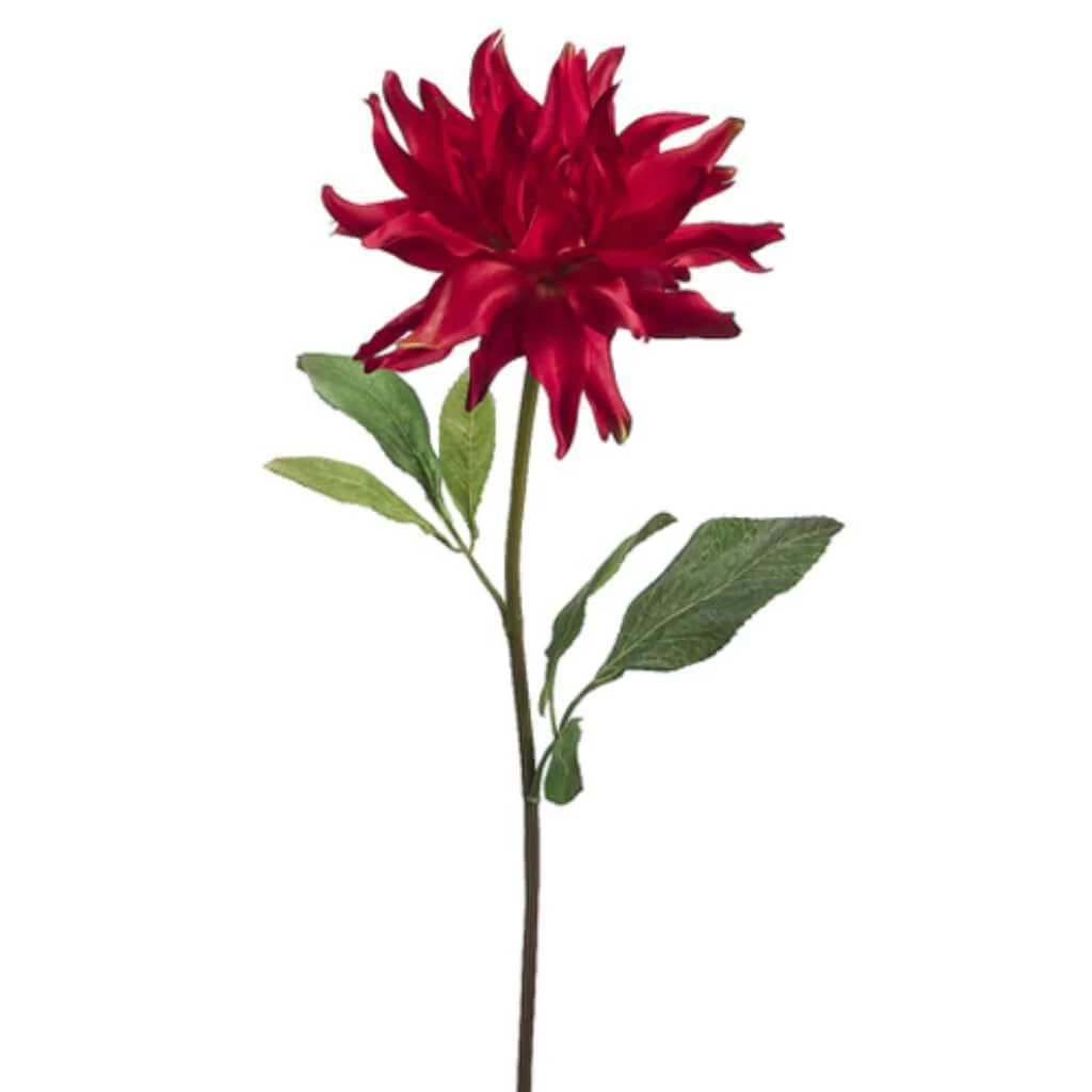 30"Spider Dahlia Spray To/Re