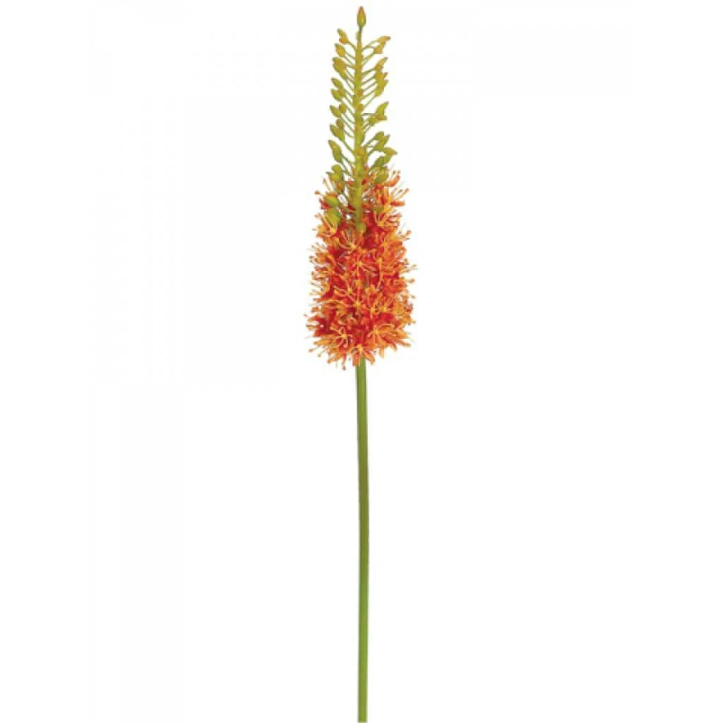Eremurus Spray 35" Orange