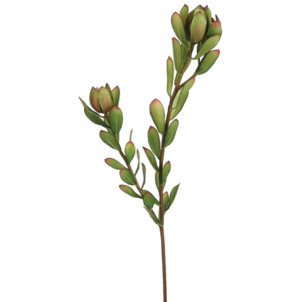 Mini Leucadendron Spray 24" Green Burgundy