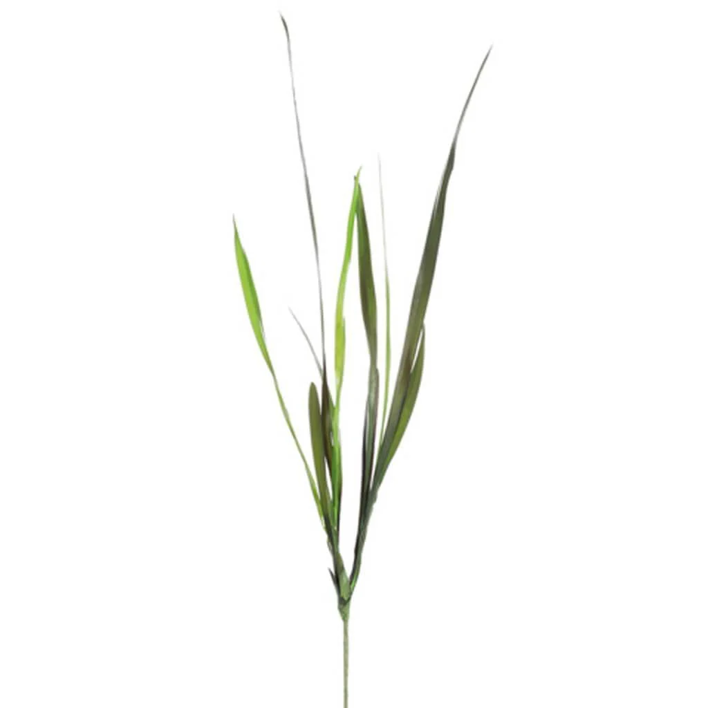 Cymbidium Foliage Plant, 27in