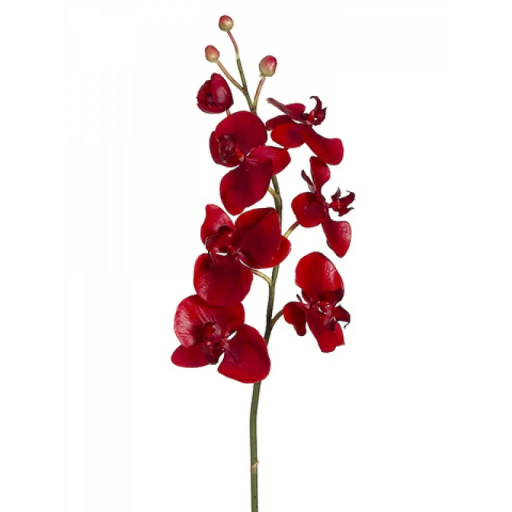 Phalaenopsis Spray 38" Red