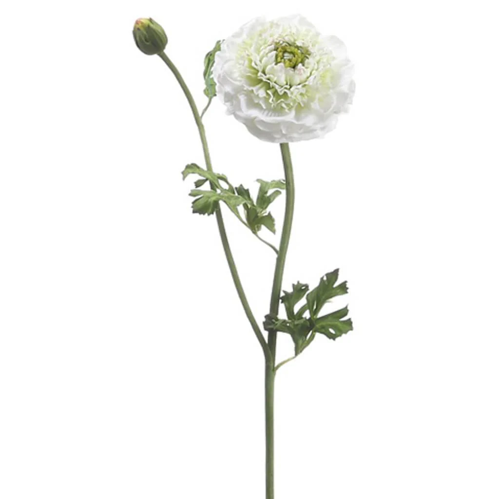 Ranunculus Spray 21" Cream Green