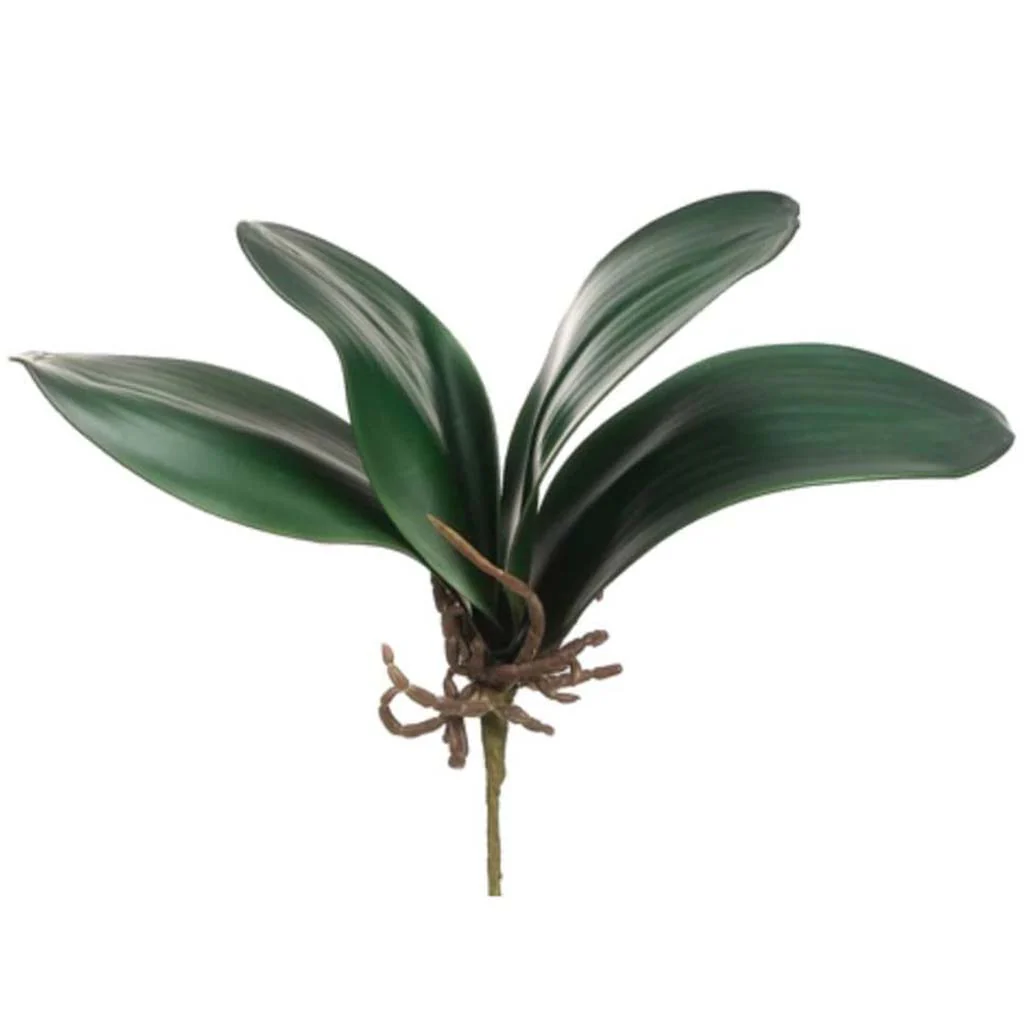 Phalaenopsis Leaf Spray 12" Green