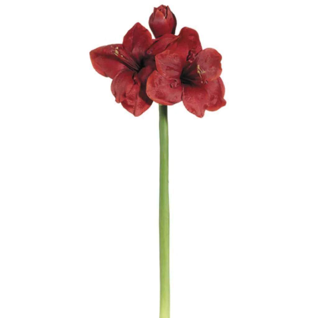 Amaryllis Spray 25" Dark Red