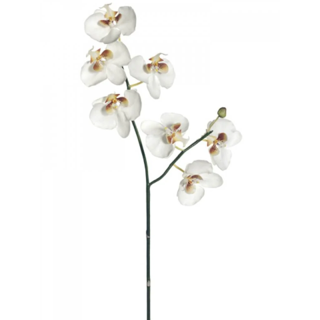 Phalaenopsis Spray 7F1B 31" White