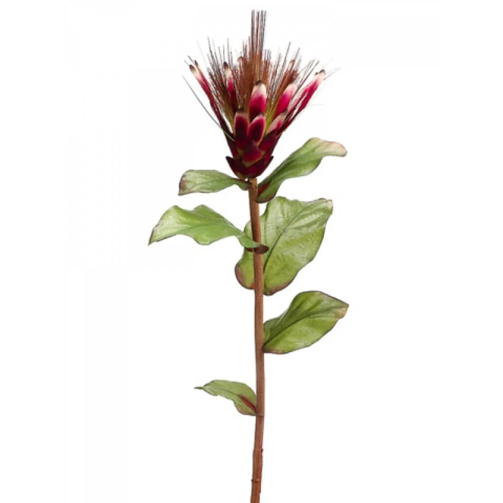Protea Spray 33" Burgundy