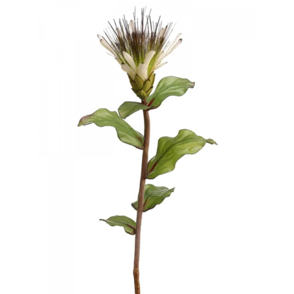 Protea Spray 33" Cream Green
