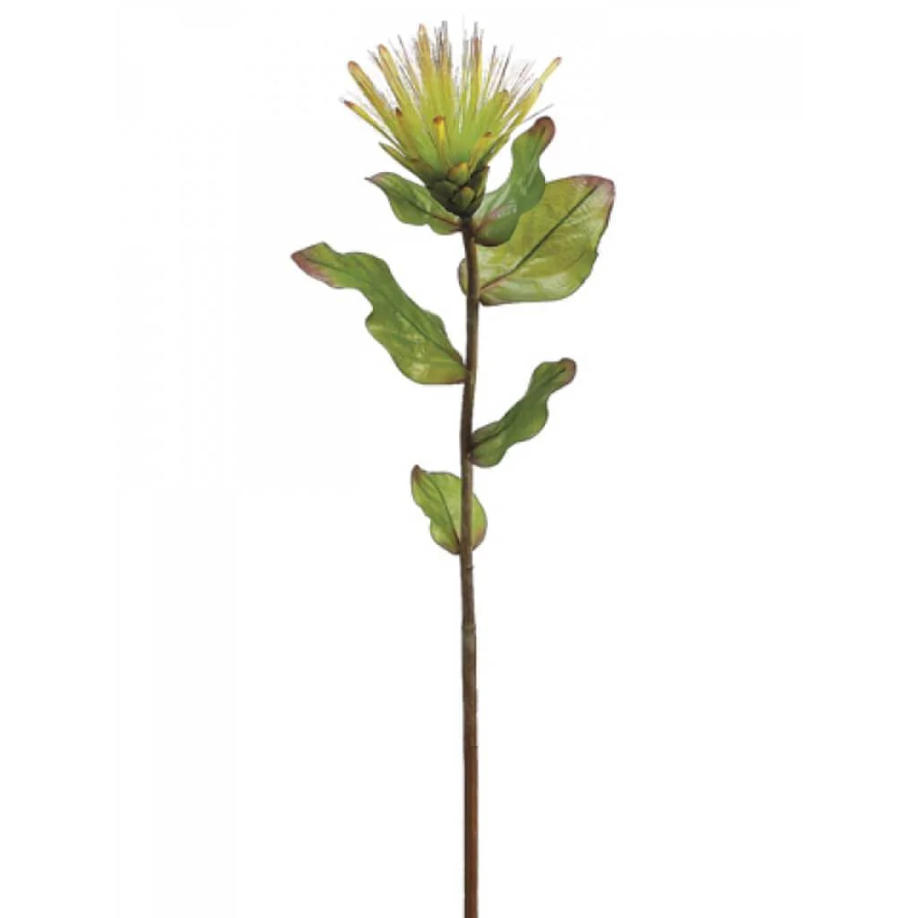 Protea Spray 33" Green