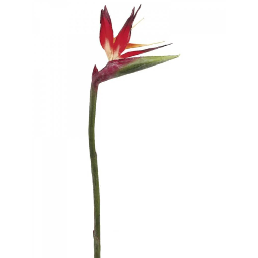 31"Lg Bird Of Paradise Sp.Reor