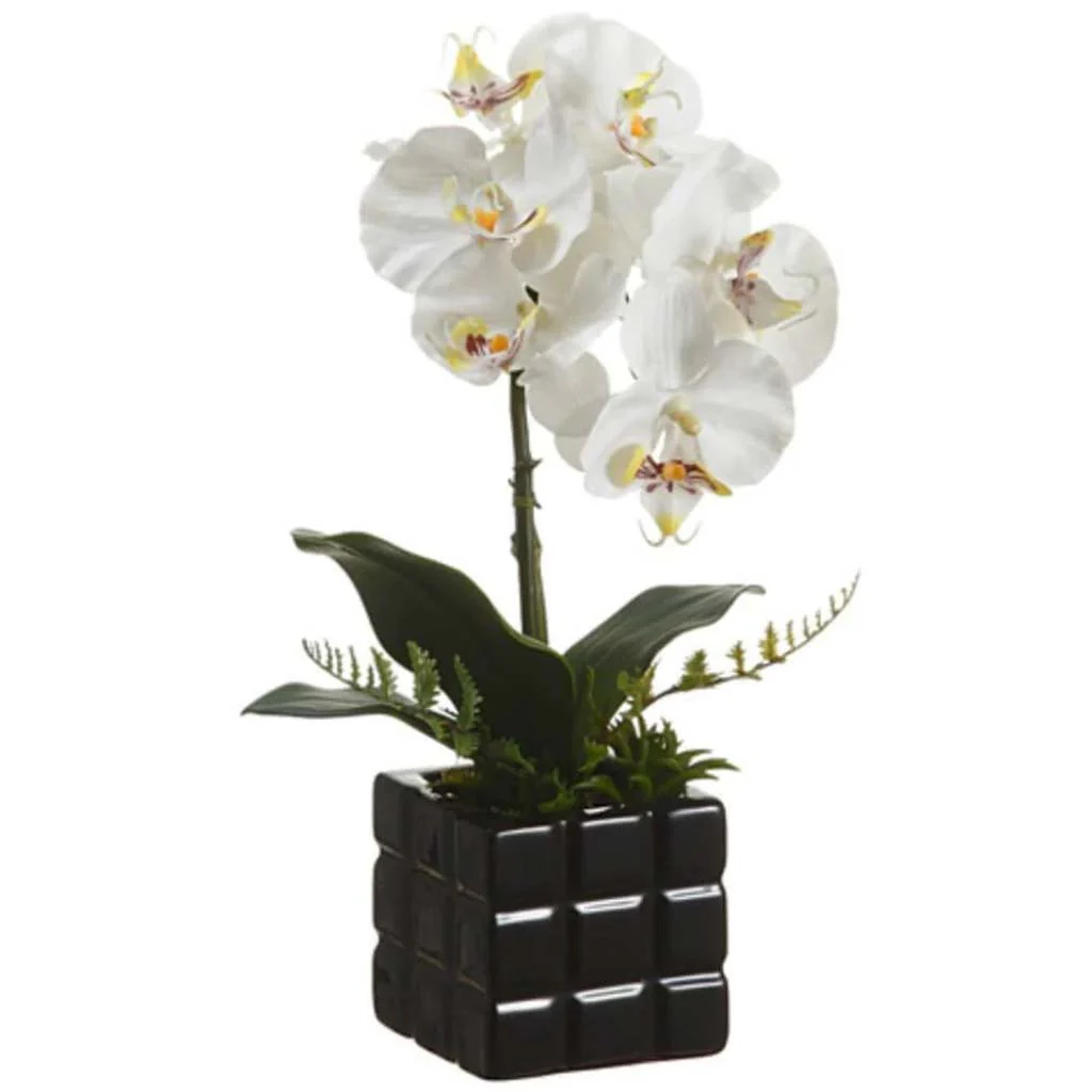 Phalaenopsis Plant (P)White/Yellow, 16in