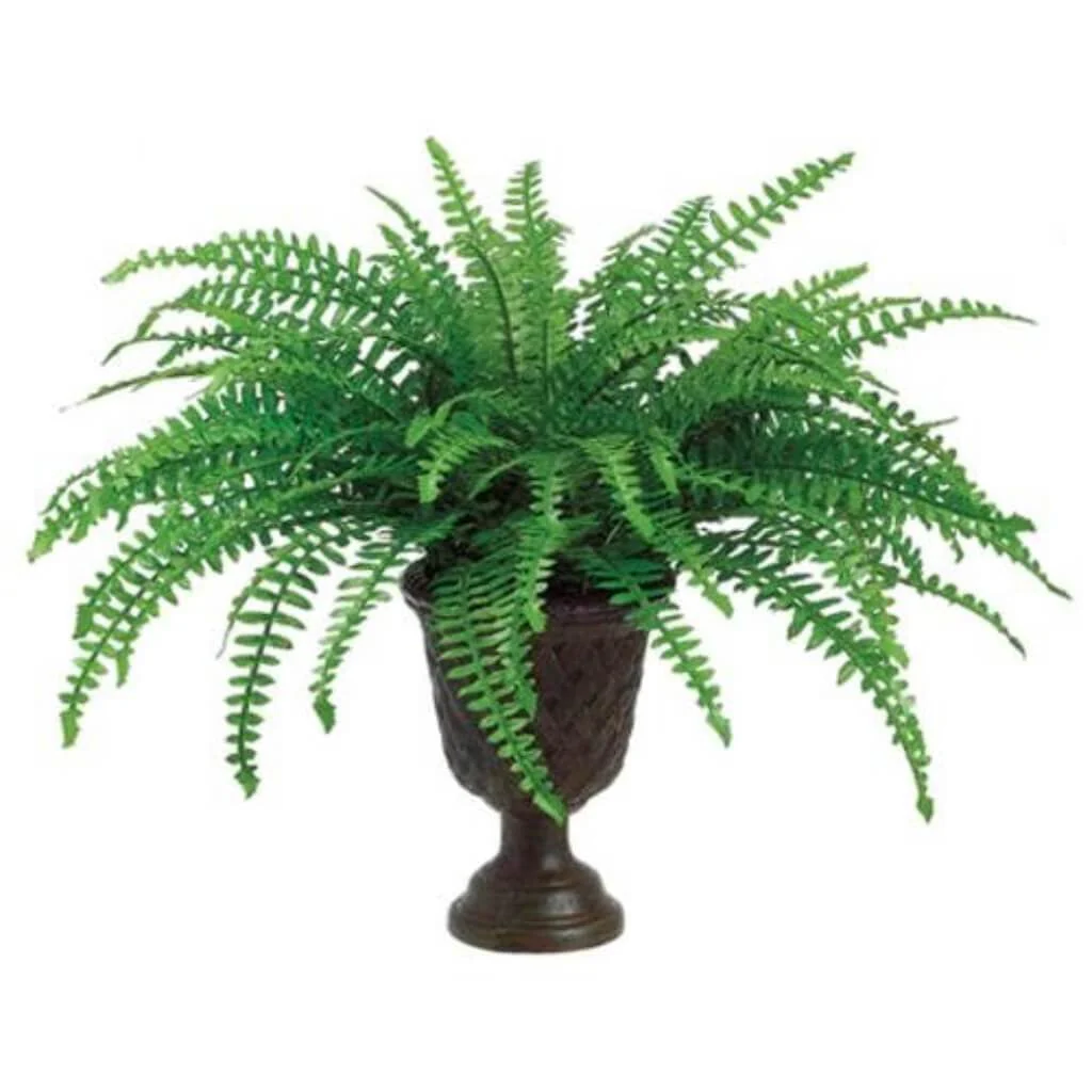 Boston Fern In Pot 22In Green