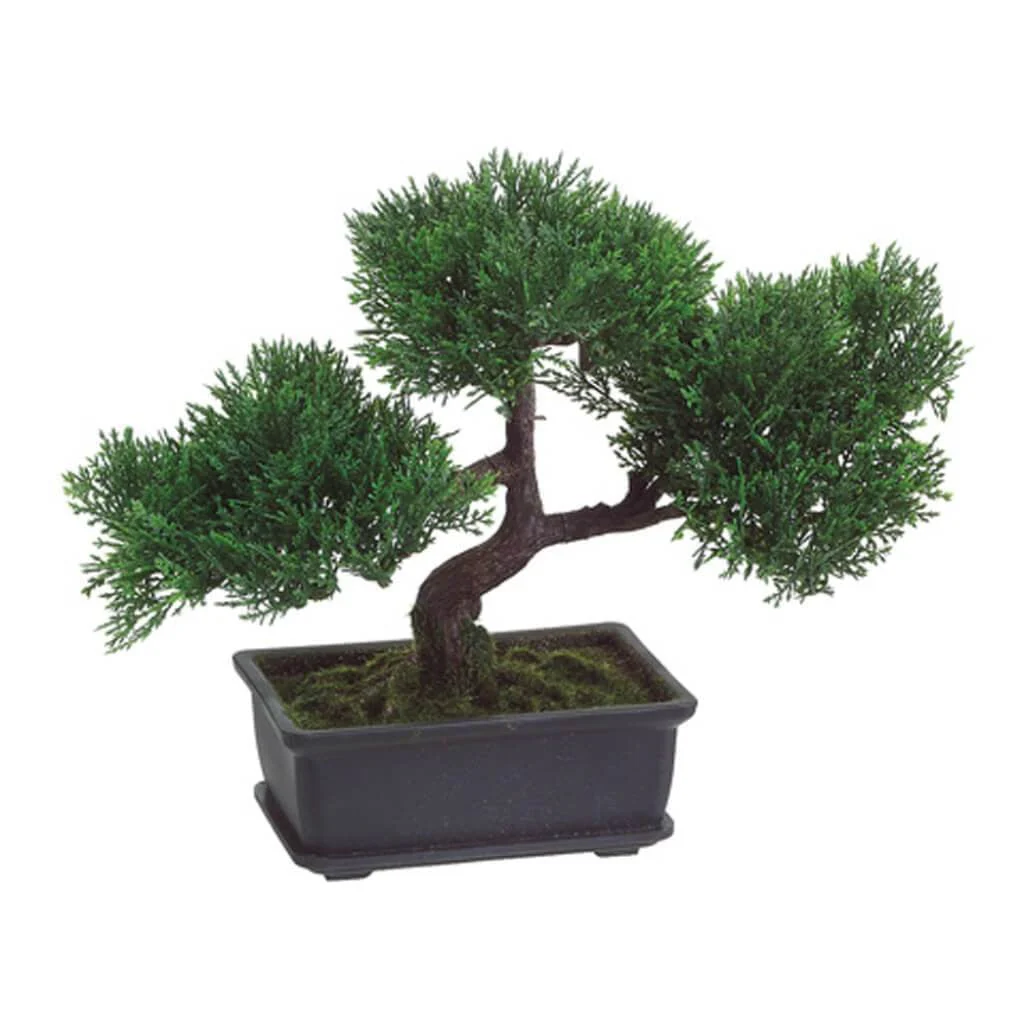 Cedar Bonsai with 113 Leaves, 9in