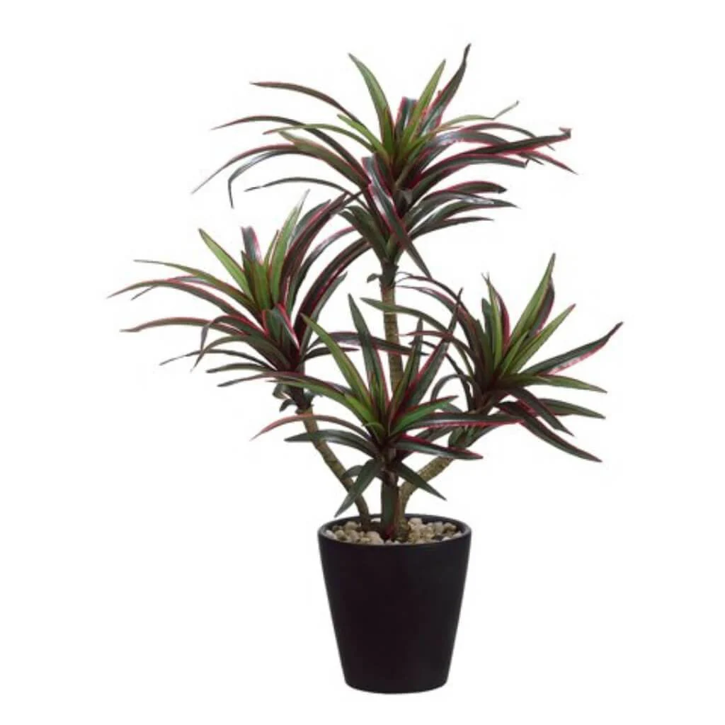 Dracaena Plant Green/Red, 20in