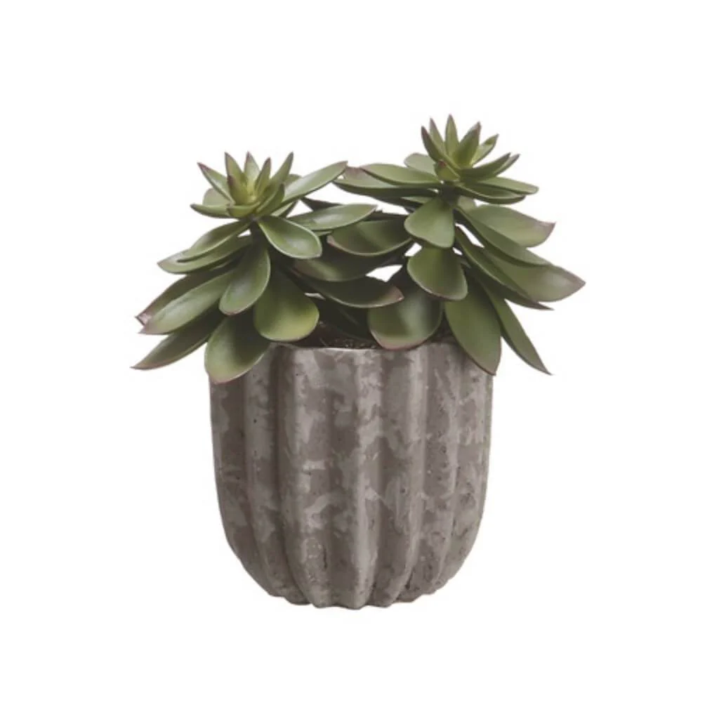 7.5"Echeveria In Cement Pot