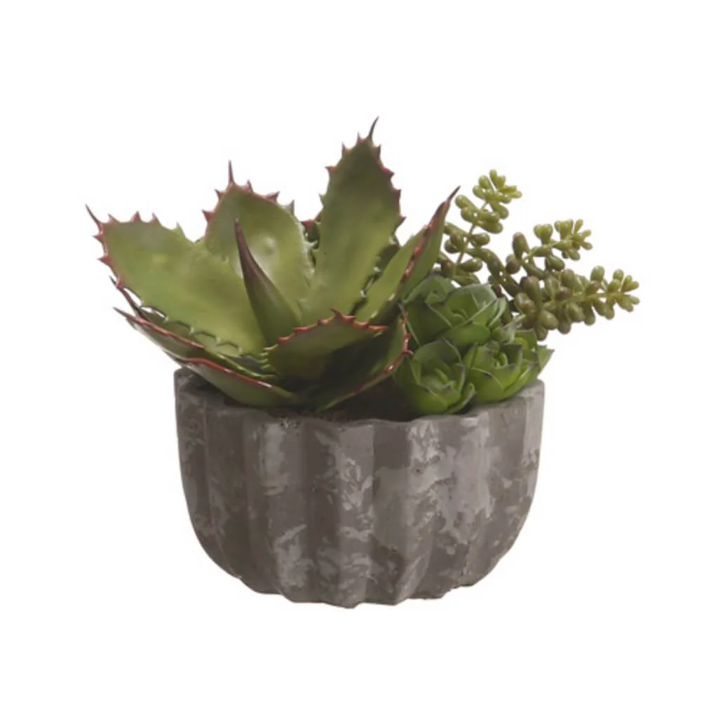 Succulent Garden In Pot 7.75"