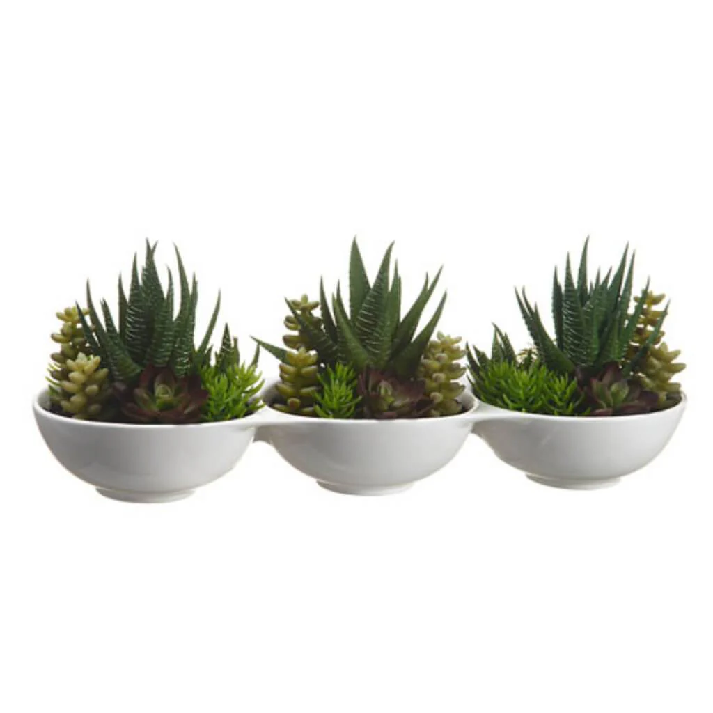 Succulent Garden In Pot 5"