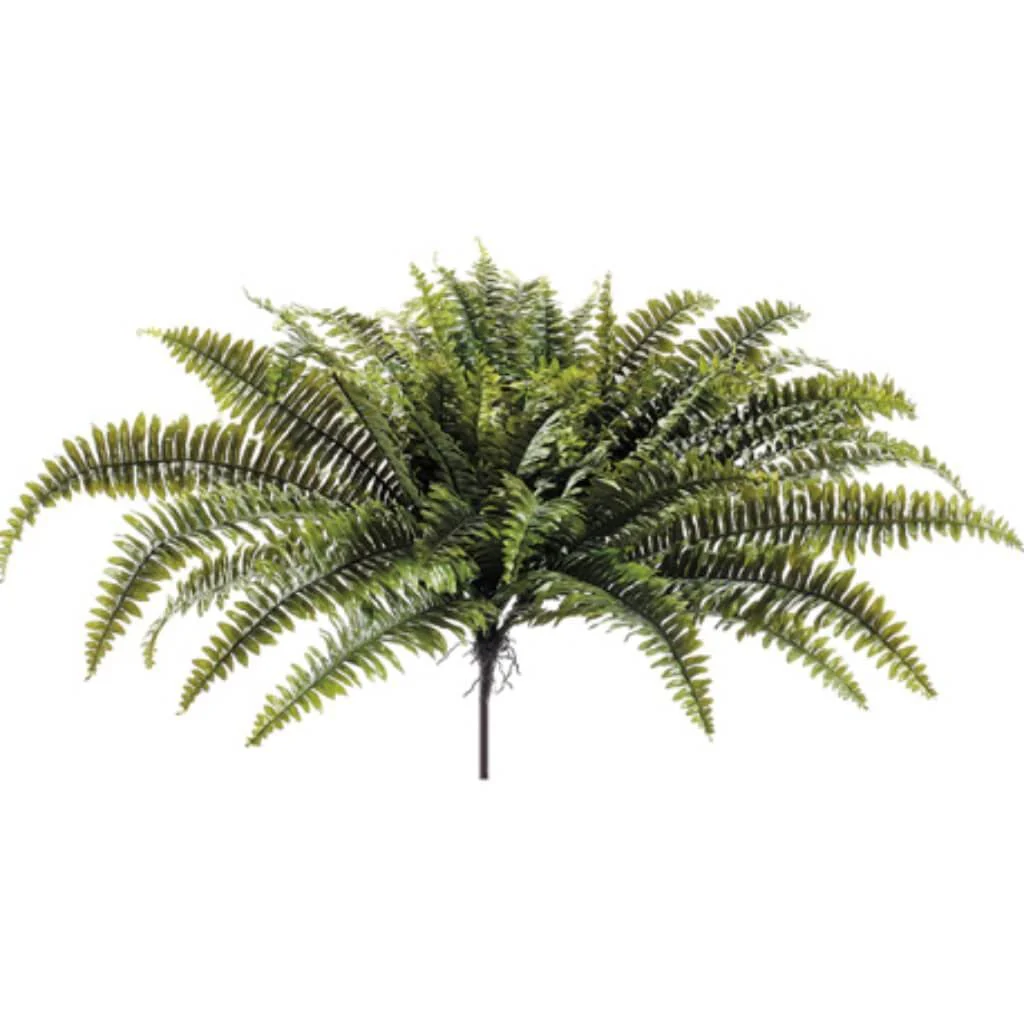 26"Lag.Gar.Fern Hg/Bush Gr