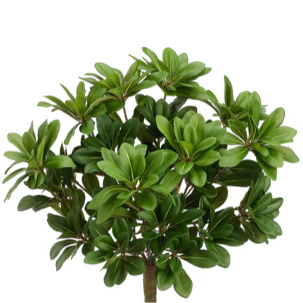 16"Pittosporum Bush 384L Gr