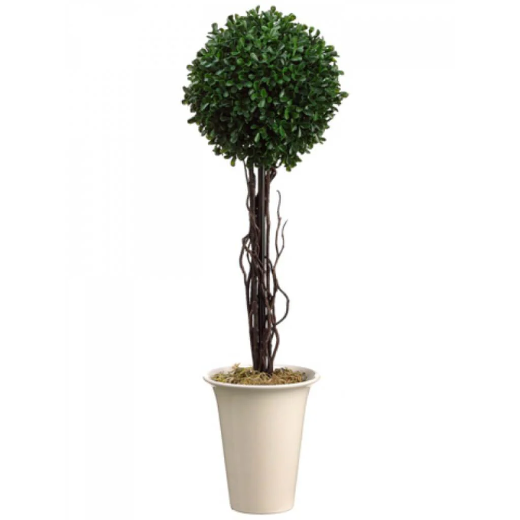 24"H Boxwood Topiary (Pot)