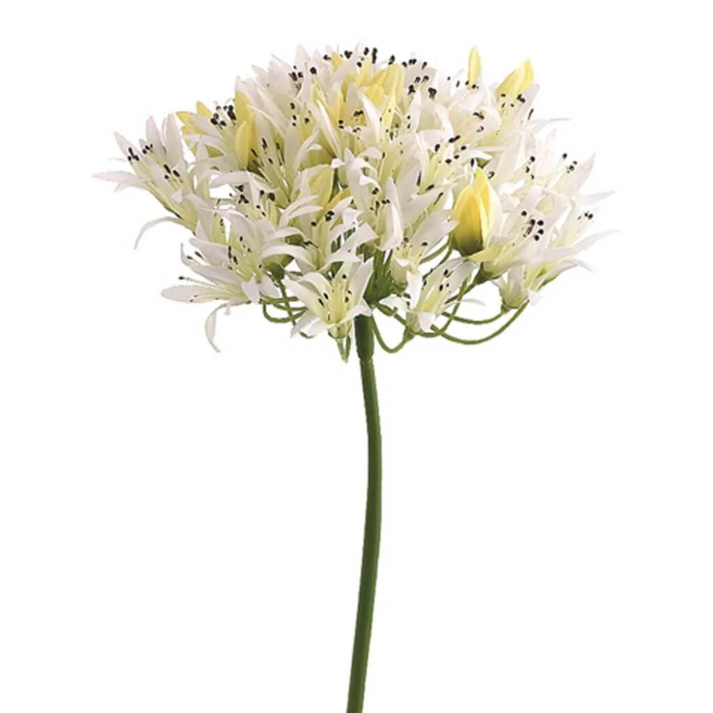 Agapanthus Spray 27" White