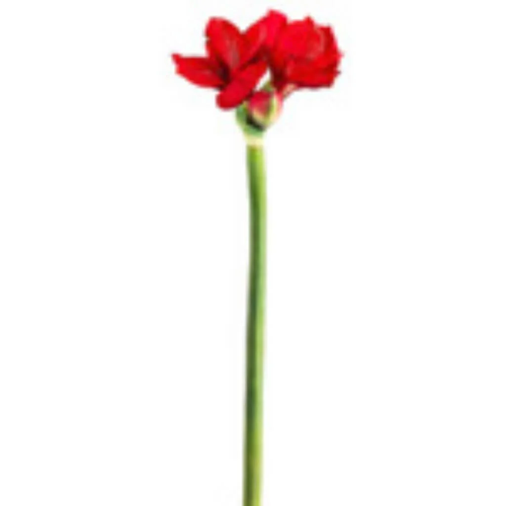 29"Rt Amaryllis Spray Red