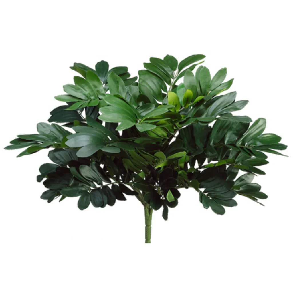 20"Zamia Bush X 22 Gr