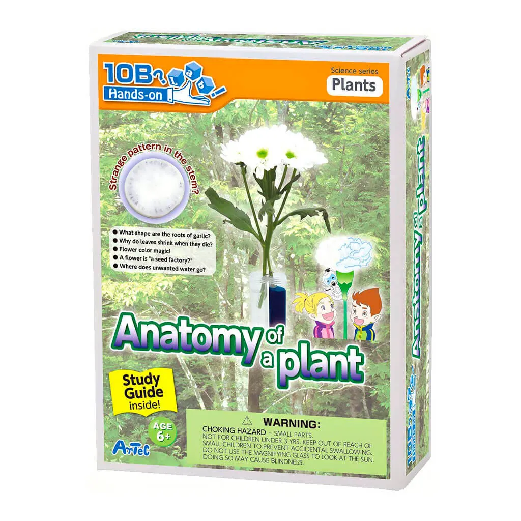 Anatomy Of A Plant